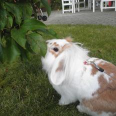 Kanin Pjuske *Pjullemand*