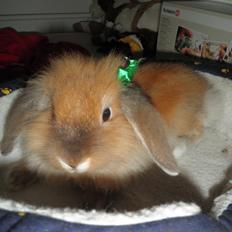 Kanin Canella *Nella*