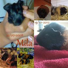 Marsvin Mila *Mils*