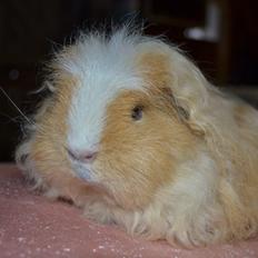 Marsvin Cavy Cats No Tears