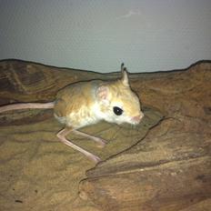 Hestespringer Snøvsen