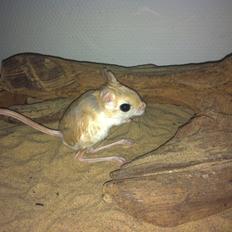 Hestespringer Snøvsen