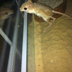 Hestespringer Snøvsen