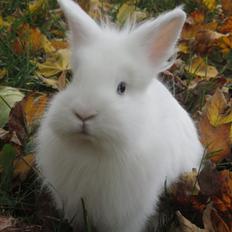 Kanin *Birkegades Snehvide* R.I.P <3