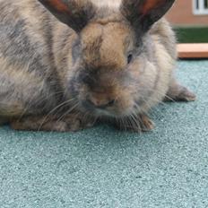 Kanin Stjernen´s Themba!<3