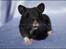 Hamster Hyggehulen's Diablo