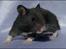 Hamster Hyggehulen's Diablo