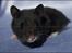 Hamster Hyggehulen's Diablo