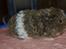 Marsvin Cavy Cats I Wanna Be The One (One)