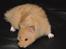 Hamster Lindes Pippi Langstrømpe <3