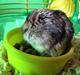Dværghamster Kolle