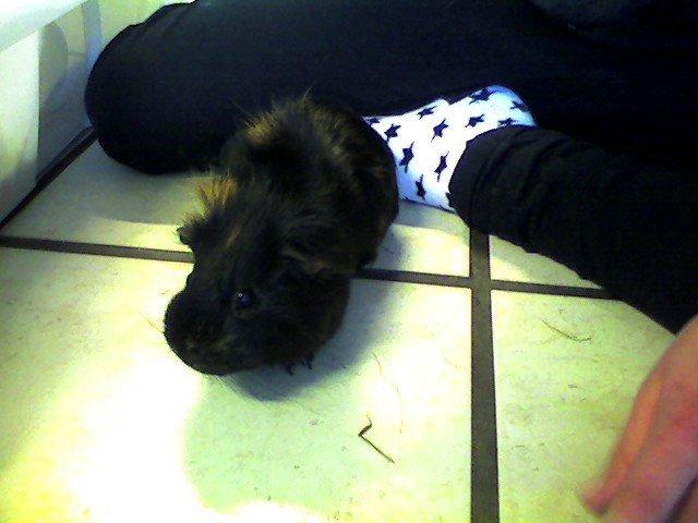 Marsvin Sofine billede 1