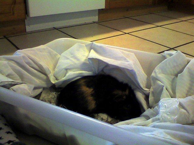 Marsvin Sofine billede 2