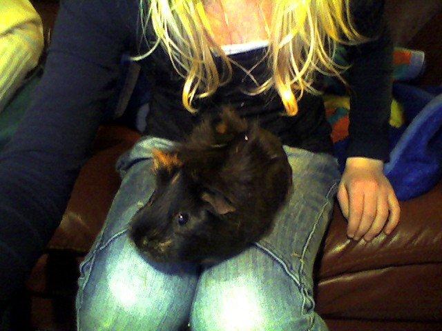 Marsvin Sofine billede 3