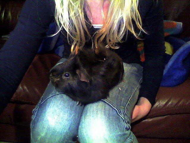 Marsvin Sofine billede 4