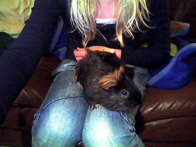 Marsvin Sofine billede 5