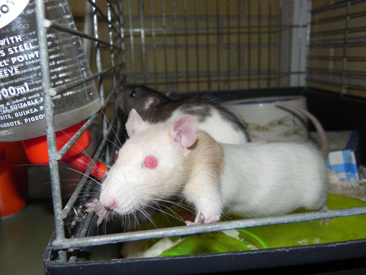 Tamrotte Vodka billede 1