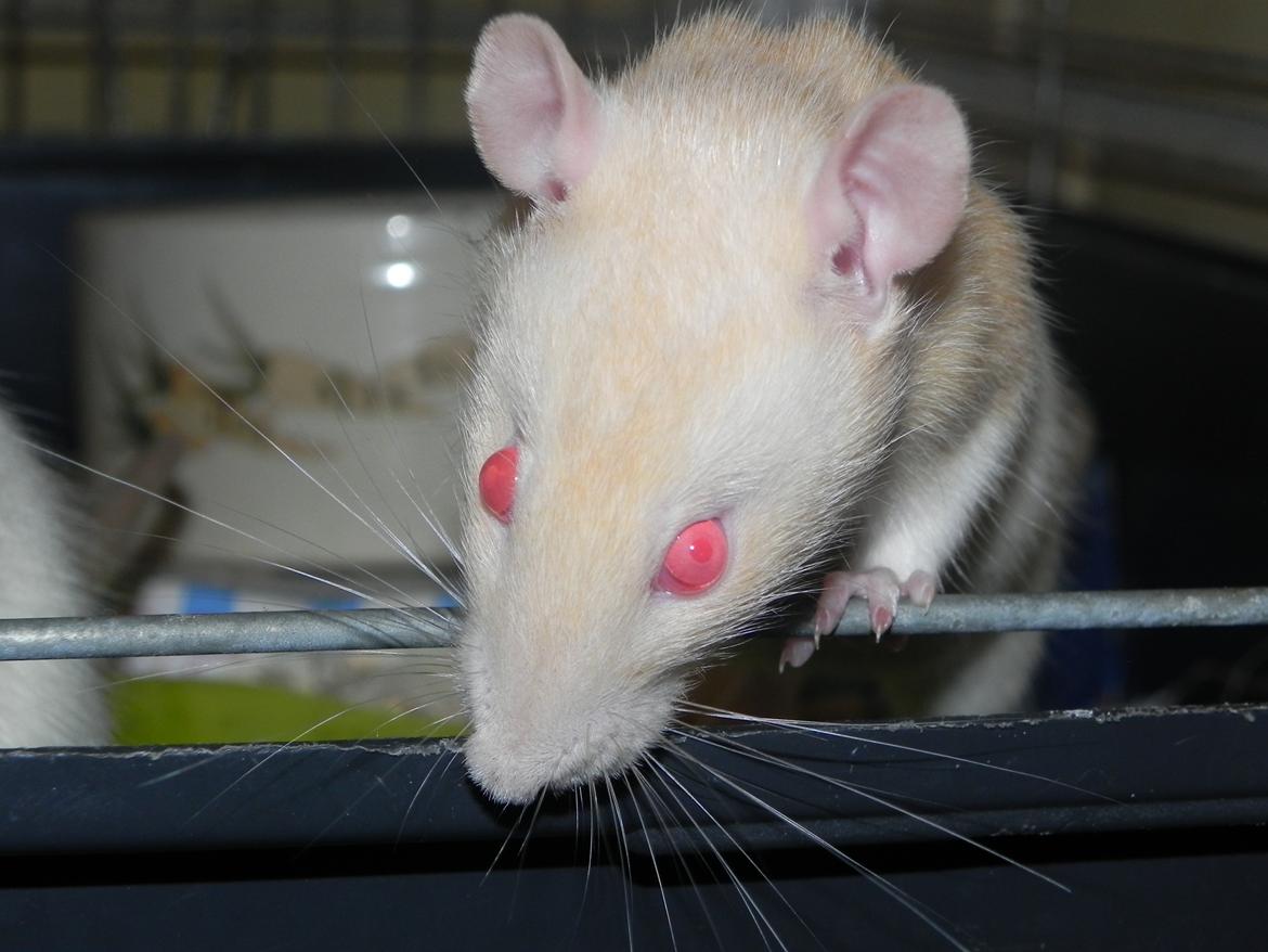 Tamrotte Vodka billede 2