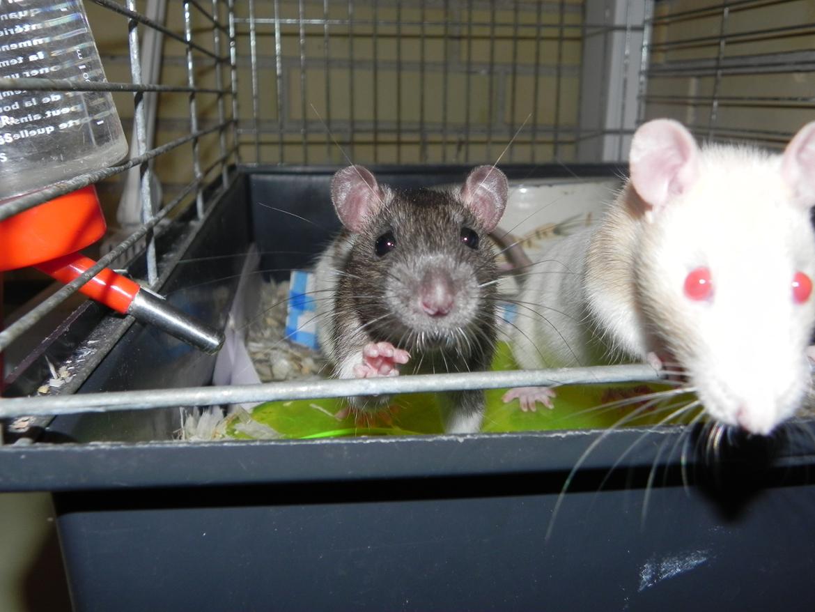 Tamrotte Vodka billede 3