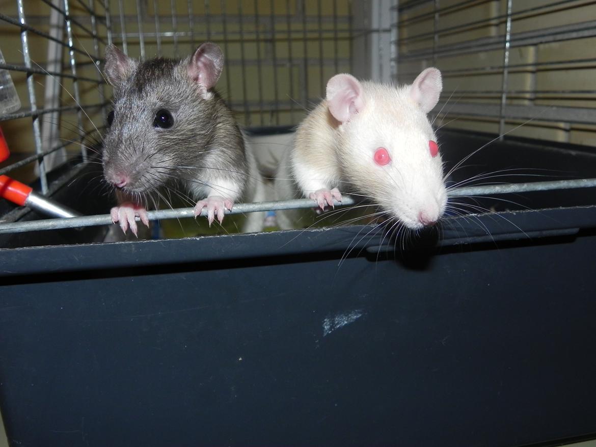 Tamrotte Vodka billede 4