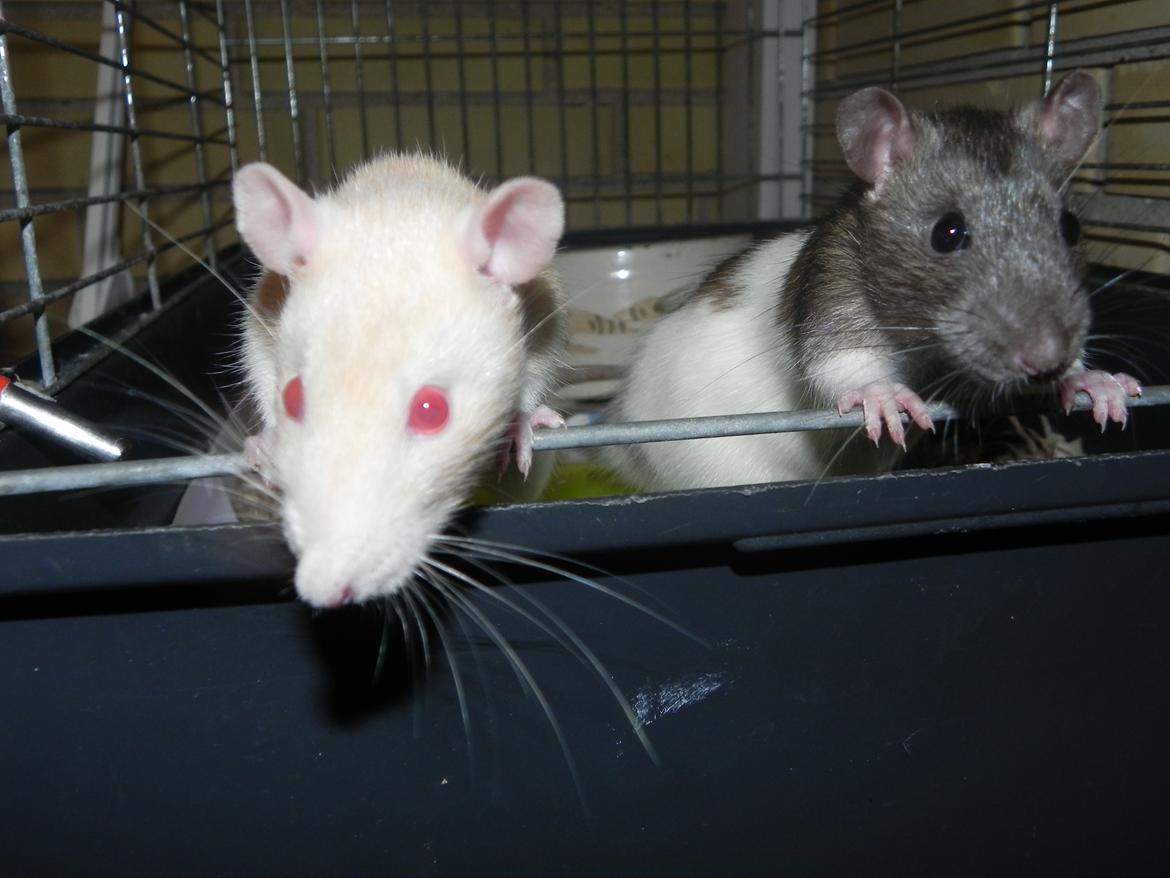 Tamrotte Vodka billede 5