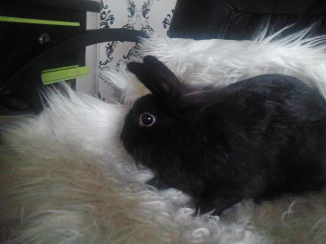 Kanin Amigo billede 18