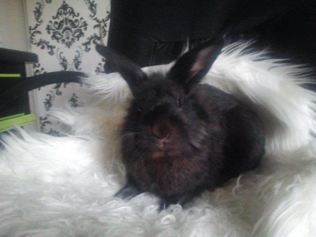 Kanin Amigo billede 19