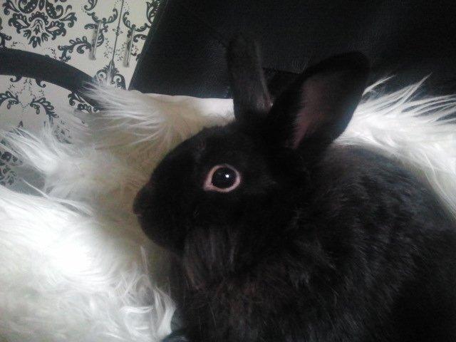 Kanin Amigo billede 20