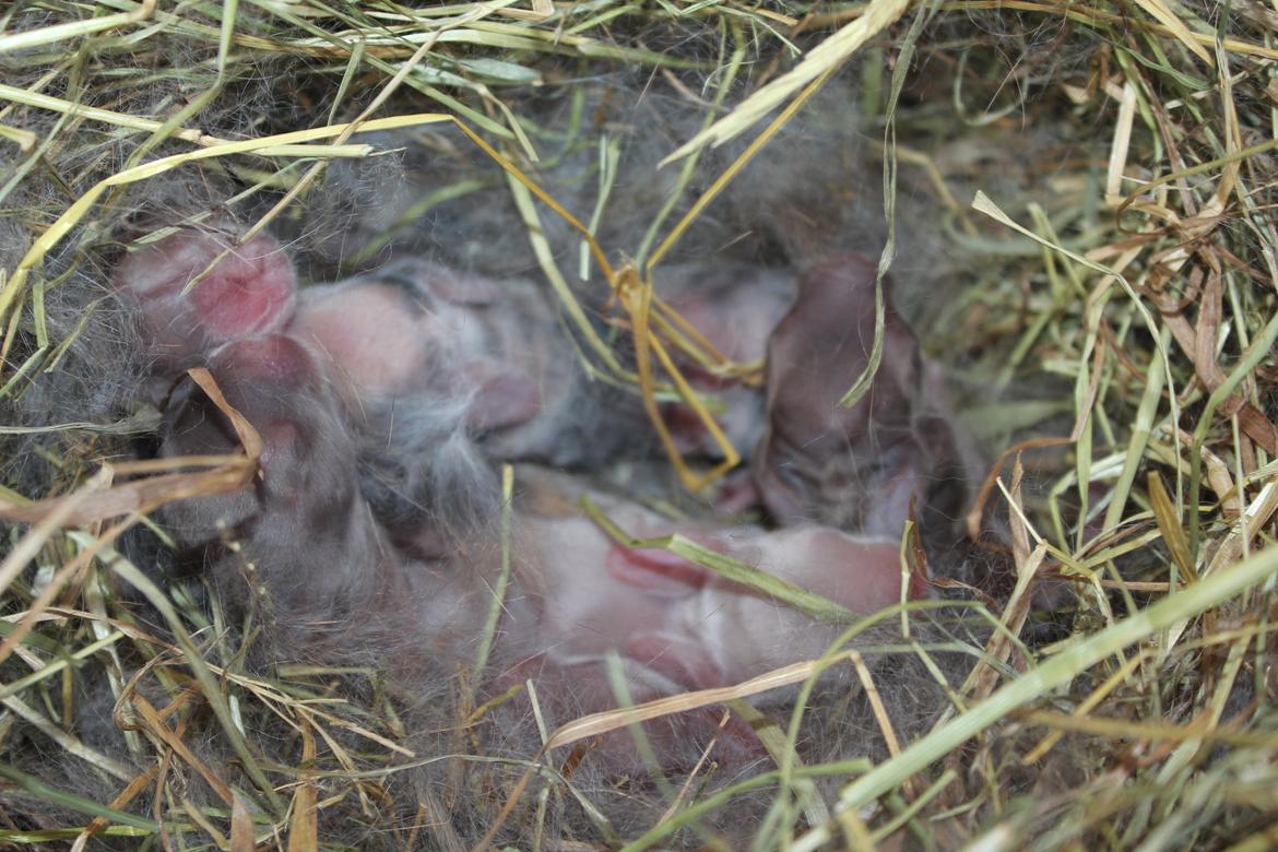 Kanin Ikke navngivet billede 2