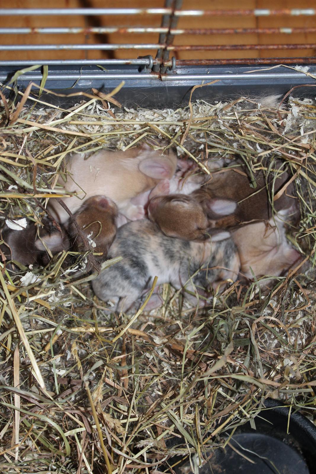 Kanin Ikke navngivet billede 3