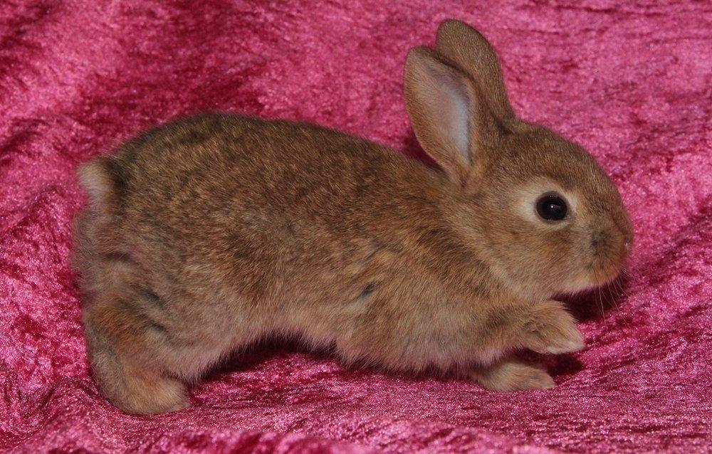 Kanin Ikke navngivet billede 4