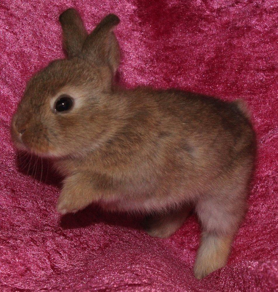 Kanin Ikke navngivet billede 5