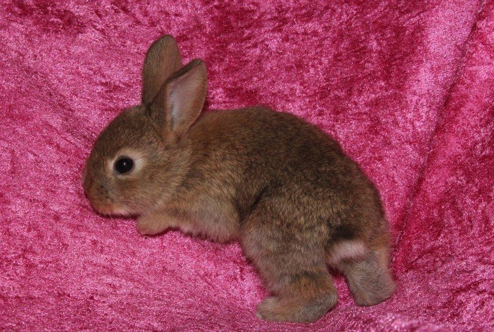Kanin Ikke navngivet billede 6