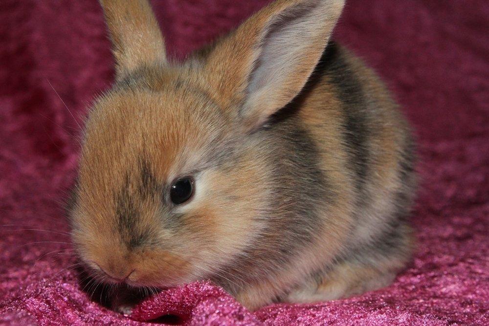 Kanin Ikke navngivet billede 1