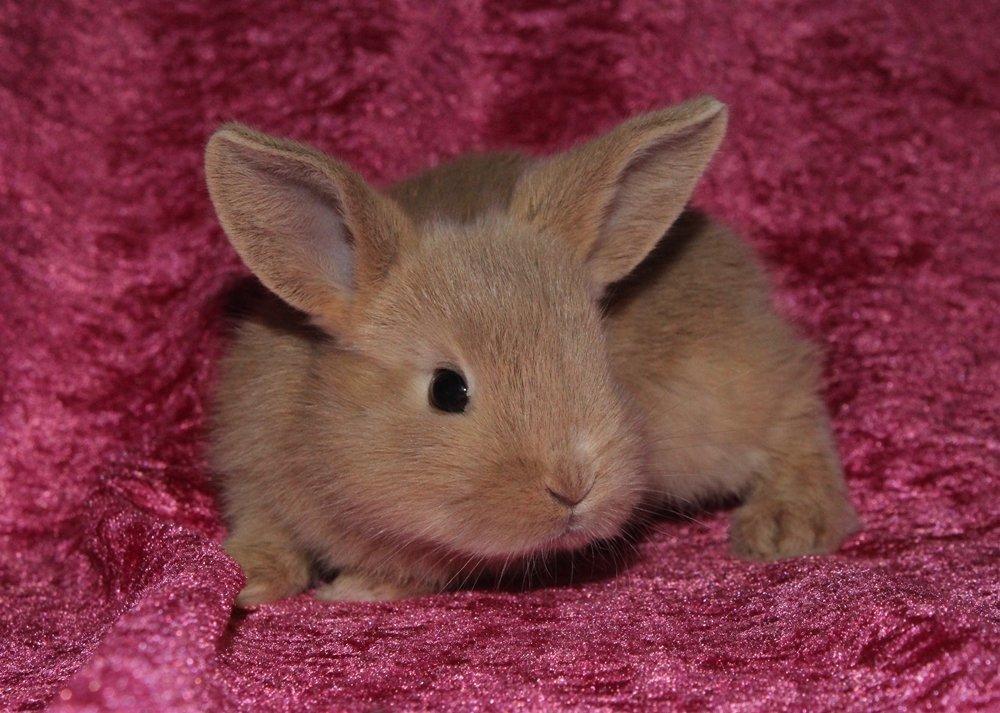 Kanin Ikke navngivet billede 1