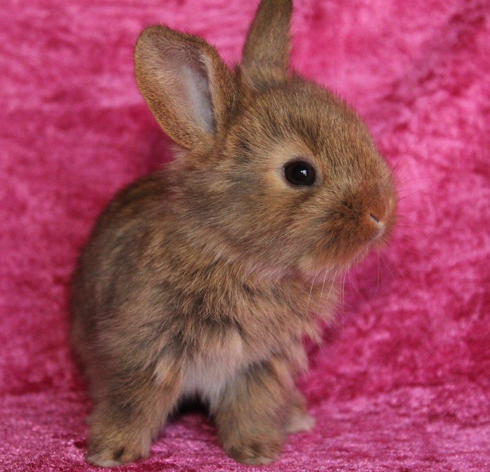 Kanin Ikke navngivet billede 1