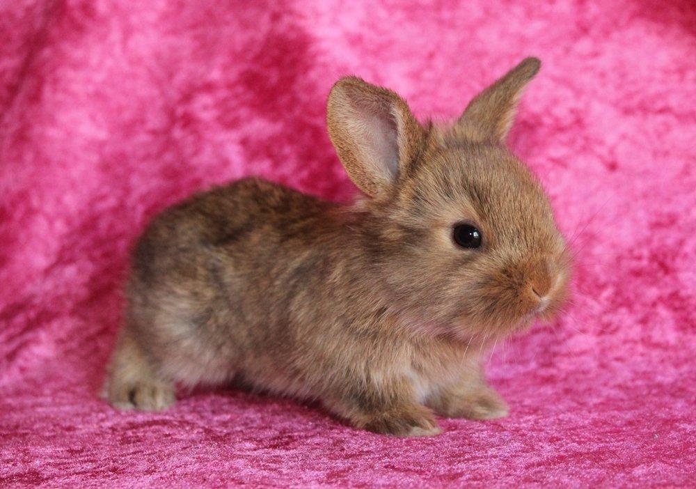 Kanin Ikke navngivet billede 4