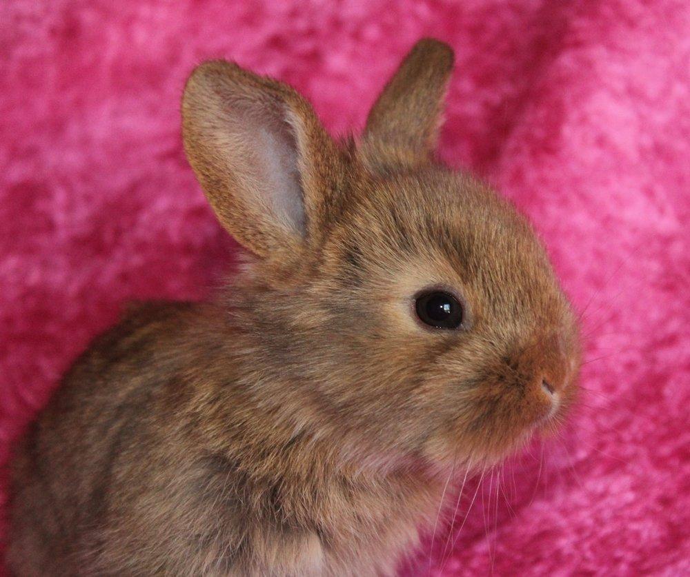 Kanin Ikke navngivet billede 5