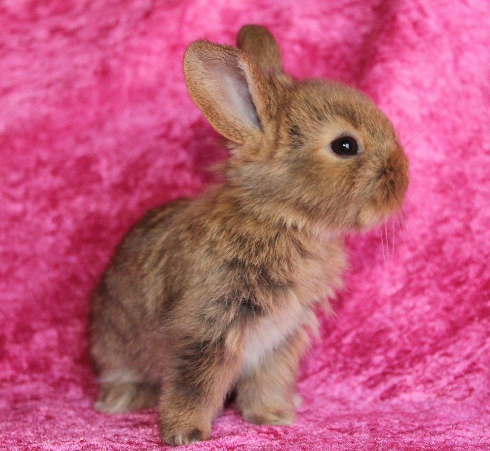 Kanin Ikke navngivet billede 6