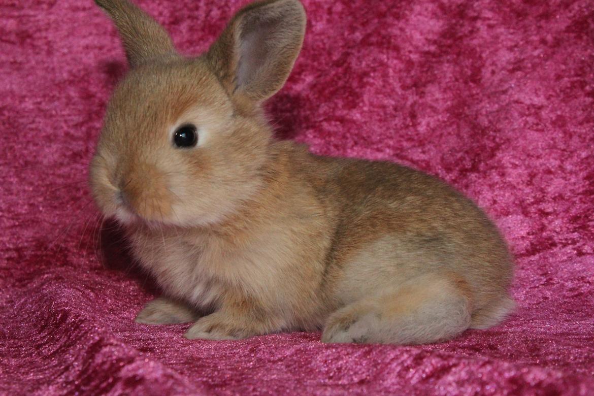 Kanin Ikke navngivet billede 1