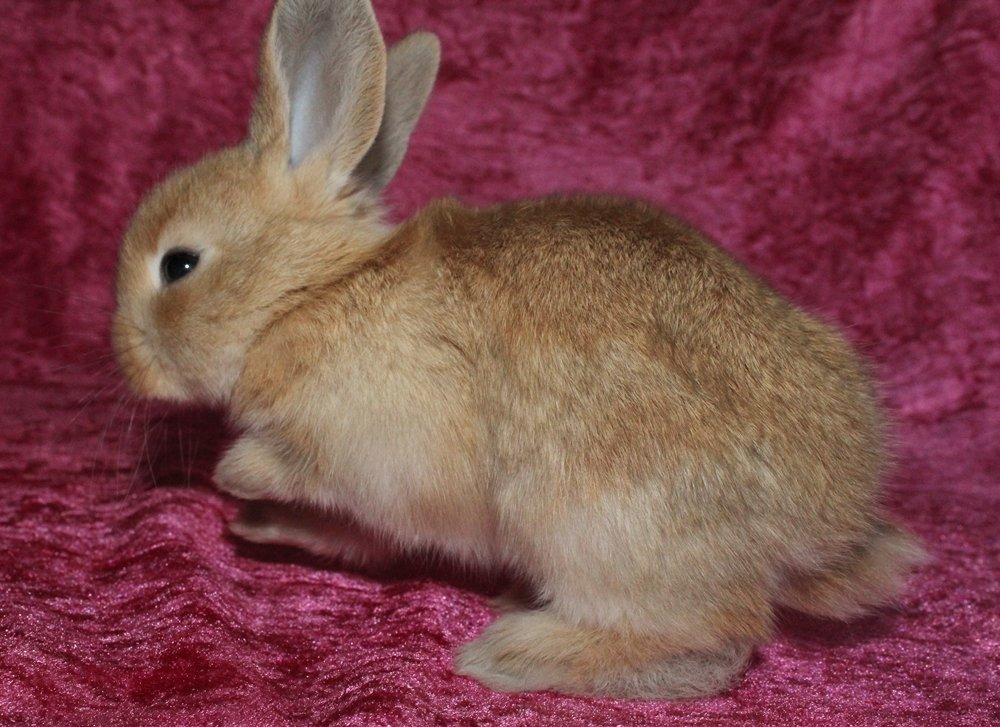 Kanin Ikke navngivet billede 5