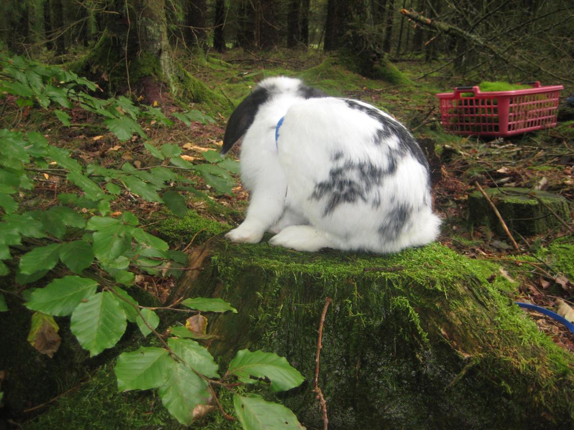 Kanin Hr. Olsen. billede 9