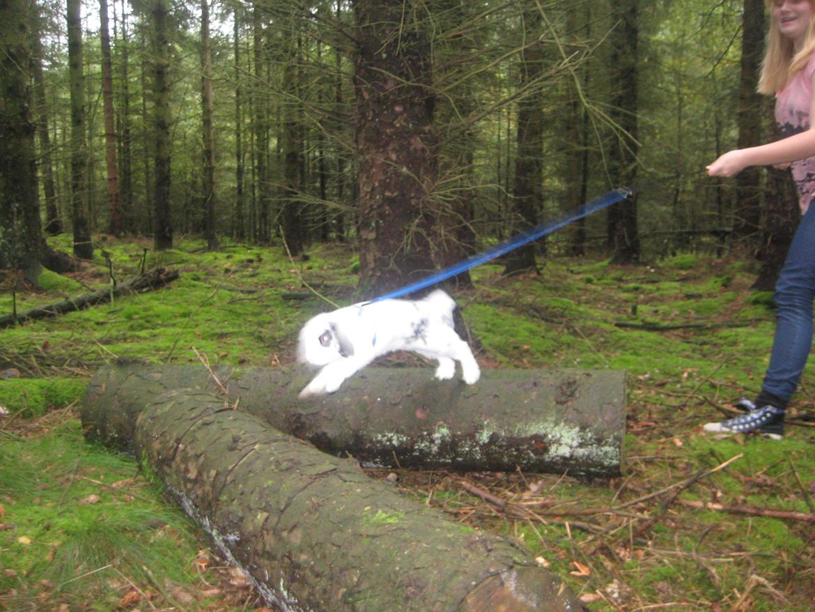 Kanin Hr. Olsen. billede 13