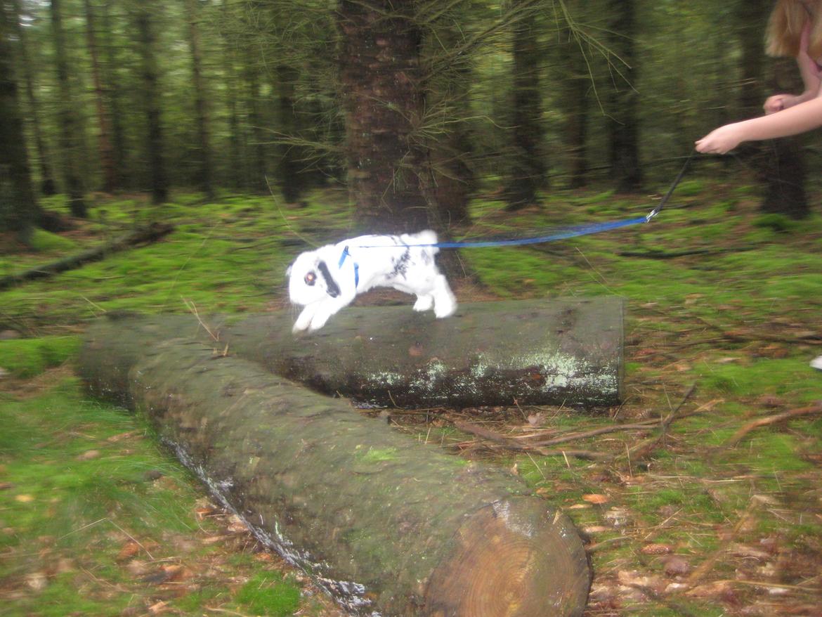 Kanin Hr. Olsen. billede 14