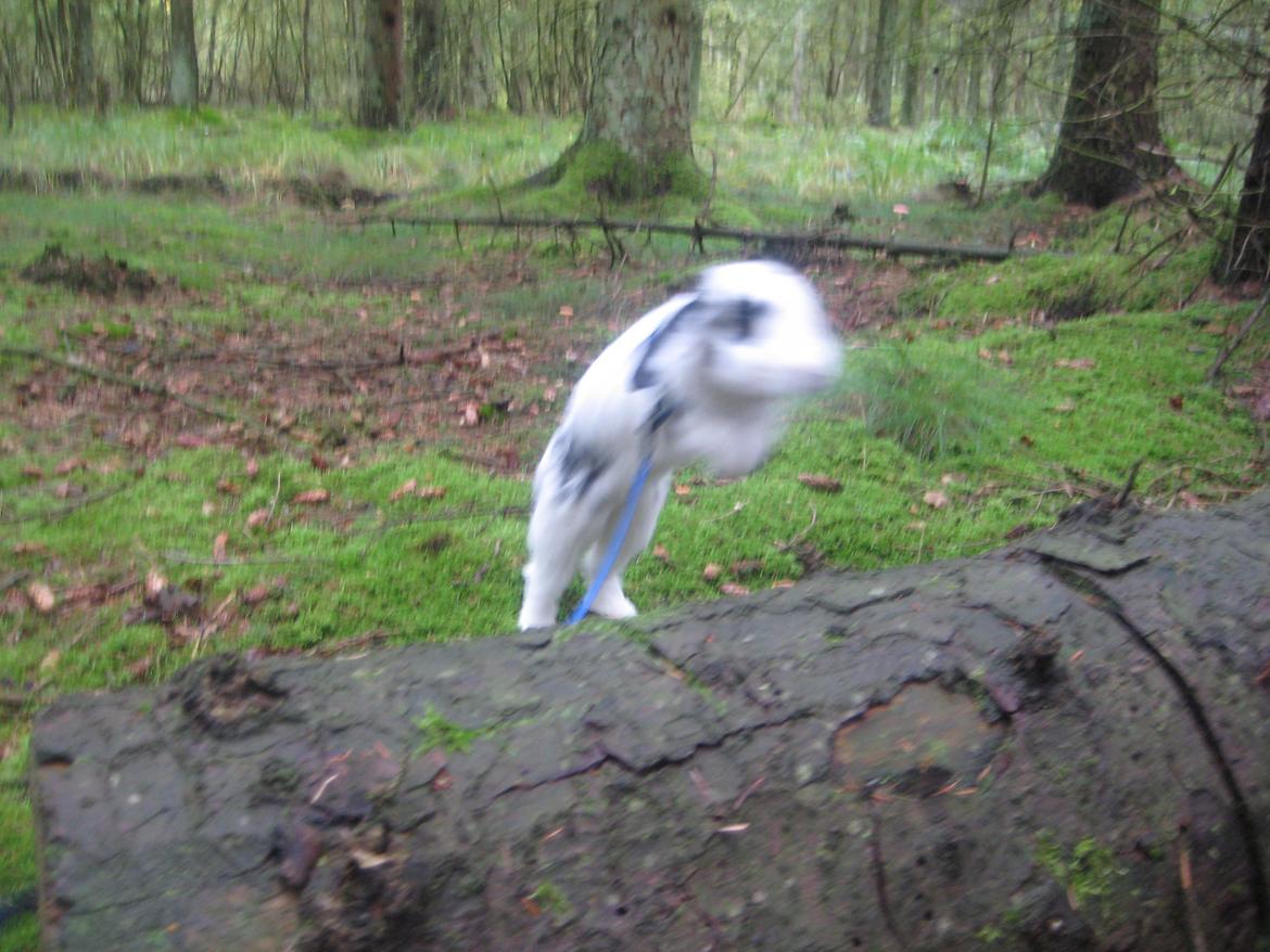 Kanin Hr. Olsen. billede 16