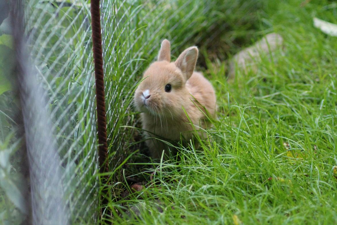 Kanin Visbys Paella Marabou billede 1