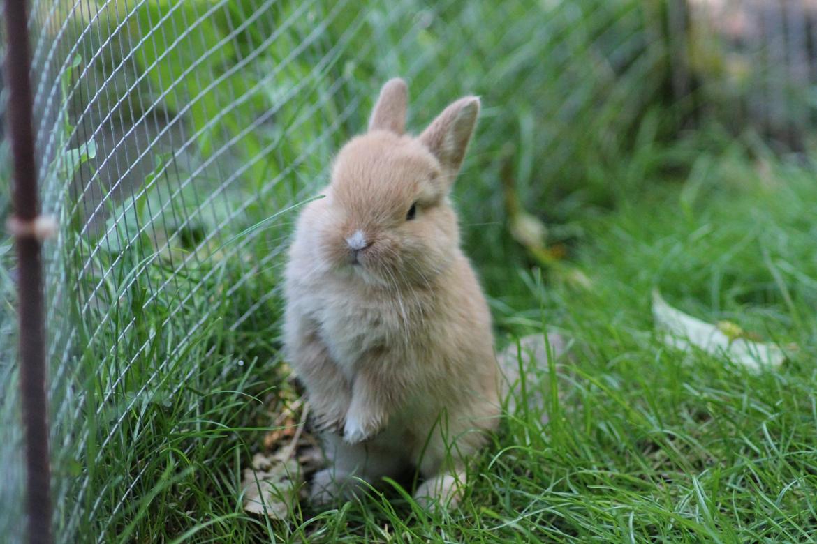 Kanin Visbys Paella Marabou billede 2