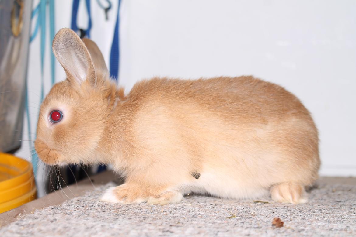 Kanin Visbys Paella Marabou billede 3