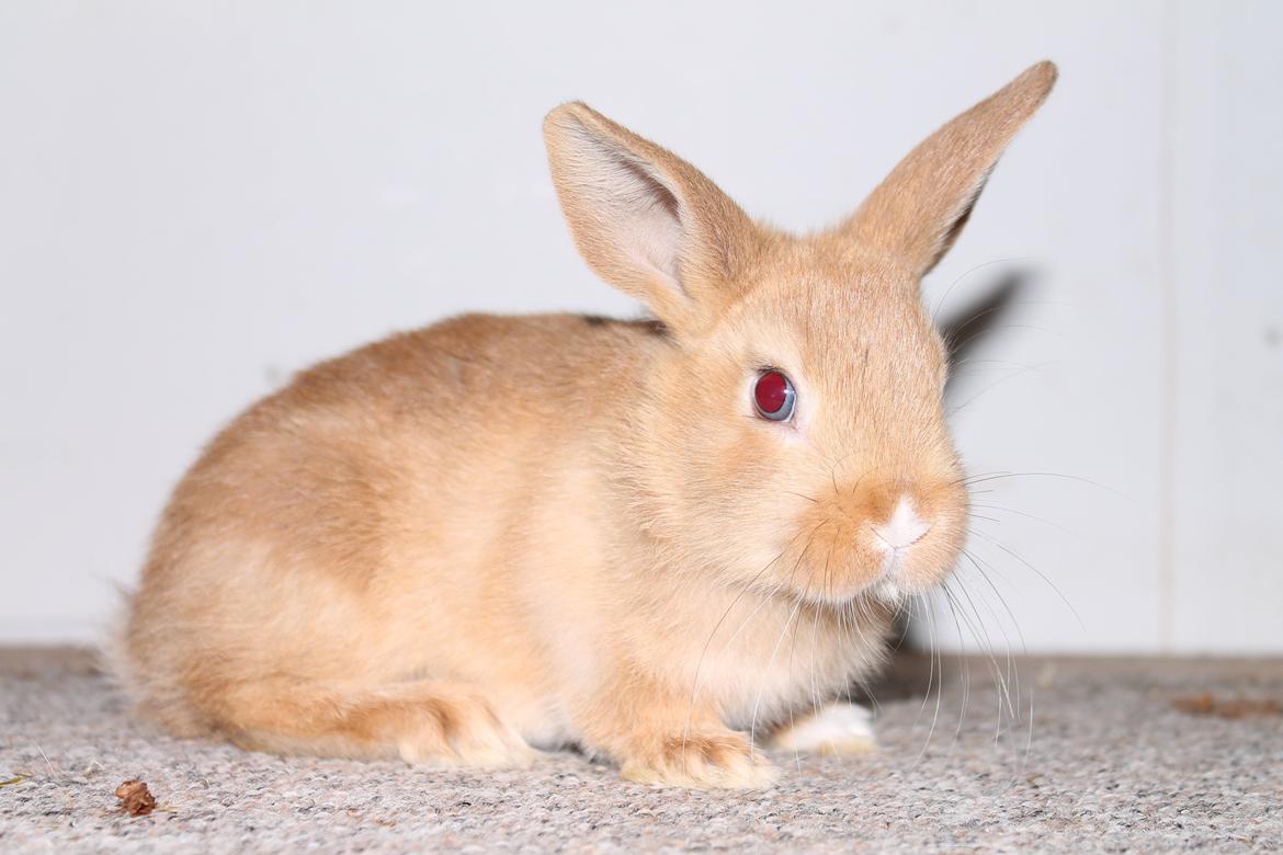 Kanin Visbys Paella Marabou billede 4