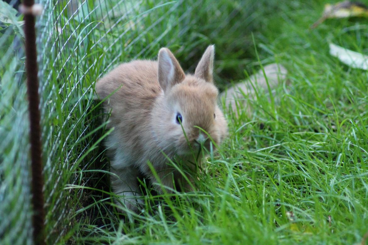 Kanin Visbys Paella Marabou billede 5